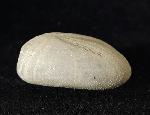 Heteraster oblongus (BRONGNIART 1821) - Bild © FossNet FossilienStore